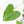 Anthurium clarinervium x pedatoradiatum (wk21-N)