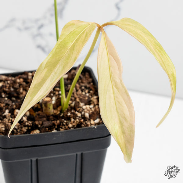 Anthurium Clavigerum Variegated (wk47-O)