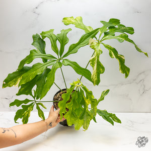 Anthurium Clavigerum Variegated (wk2-Q)