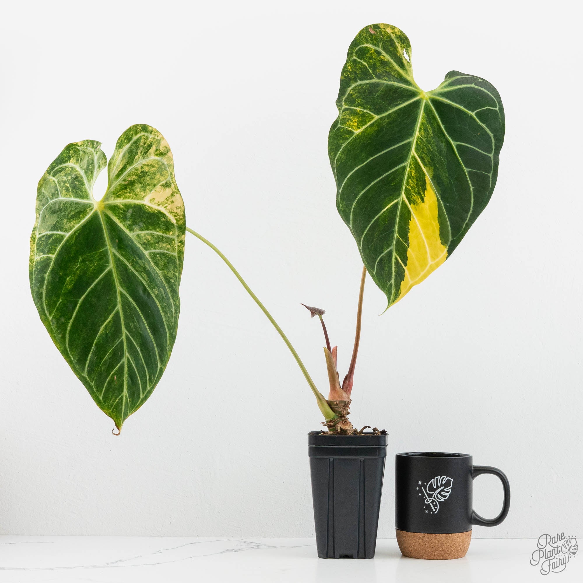 g*き様 Anthurium Crystallinum Variegated Anthurium Crystallinum variegated (wk18-UW) – Rare Plant Fairy
