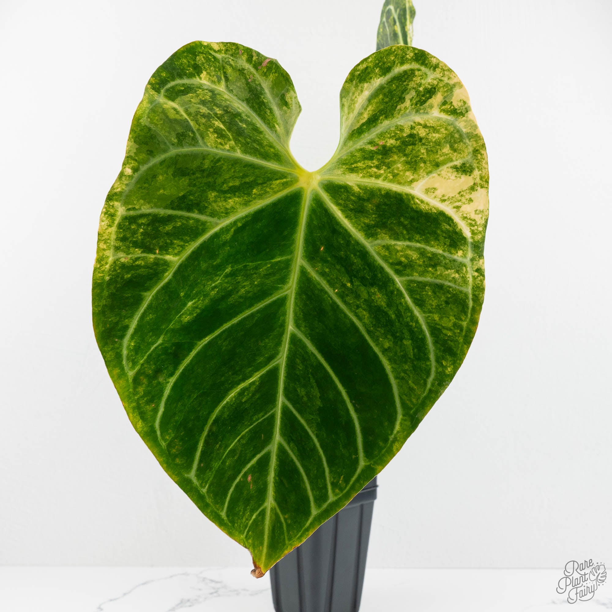 Anthurium Crystallinum variegated (wk18-UW) – Rare Plant Fairy