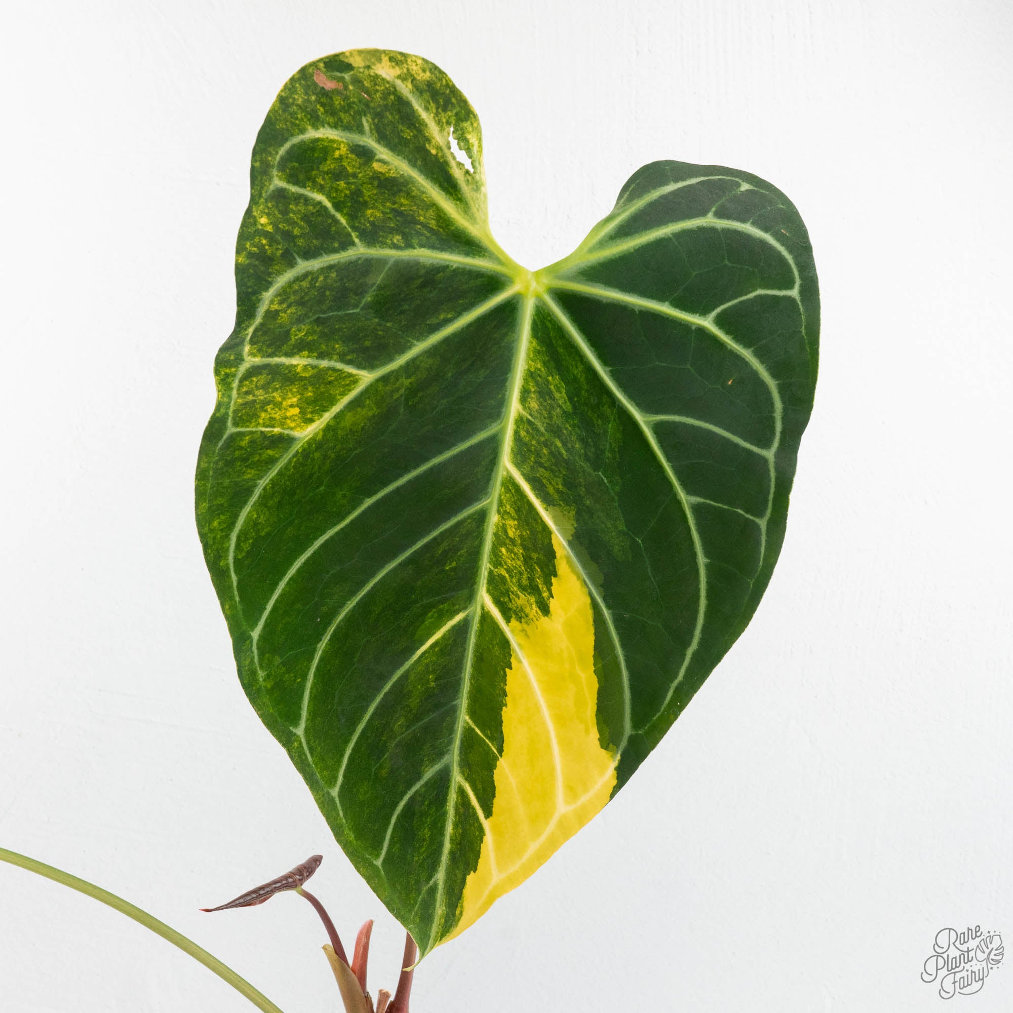 Anthurium Crystallinum variegated (wk18-UW) – Rare Plant Fairy