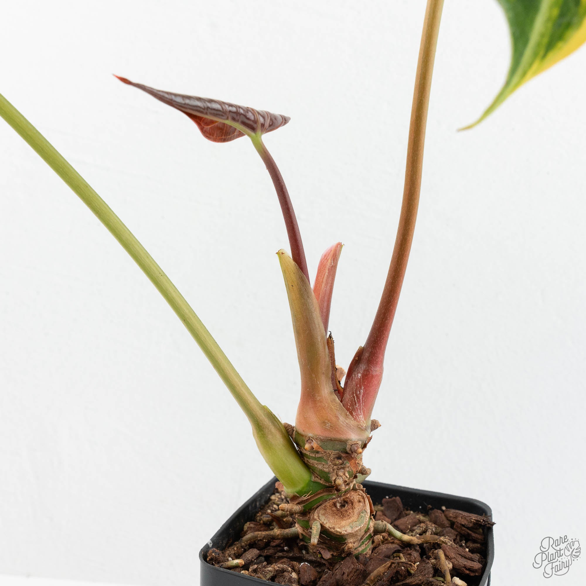 Anthurium Crystallinum variegated (wk18-UW) – Rare Plant Fairy