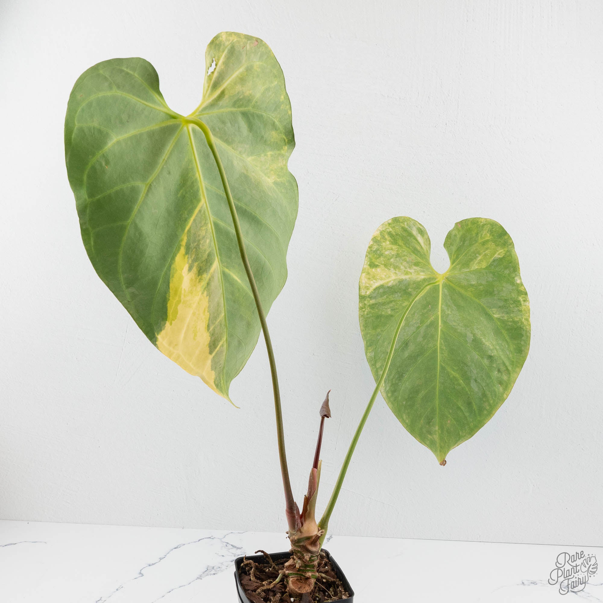 Anthurium Crystallinum variegated (wk18-UW) – Rare Plant Fairy