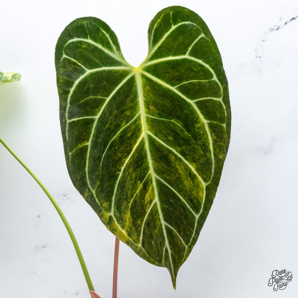 Anthurium Crystallinum Variegated (wk43-V)