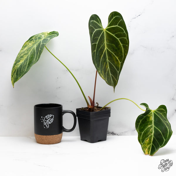 Anthurium Crystallinum Variegated (wk43-V)