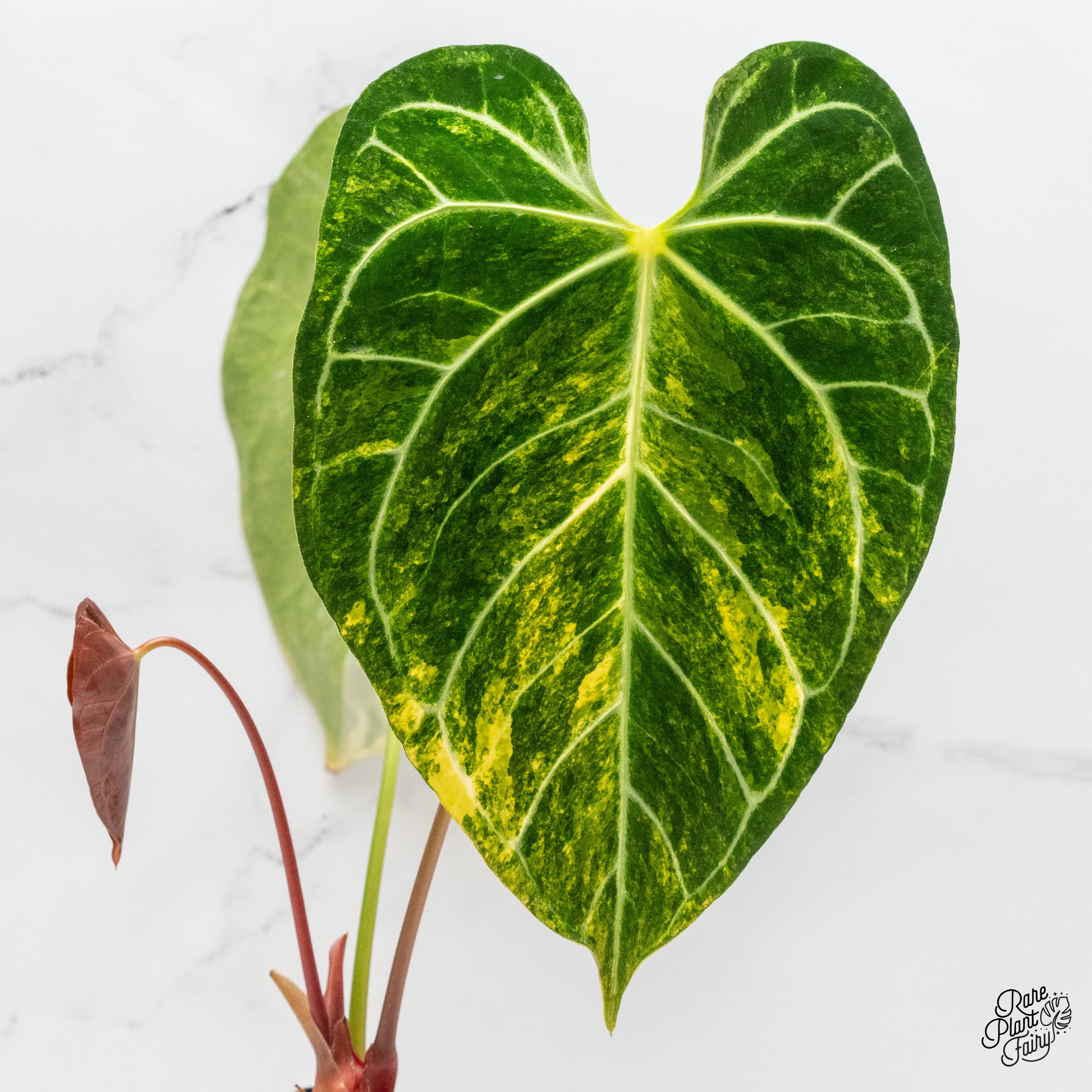 Anthurium Crystallinum variegated (wk1-UE) – Rare Plant Fairy