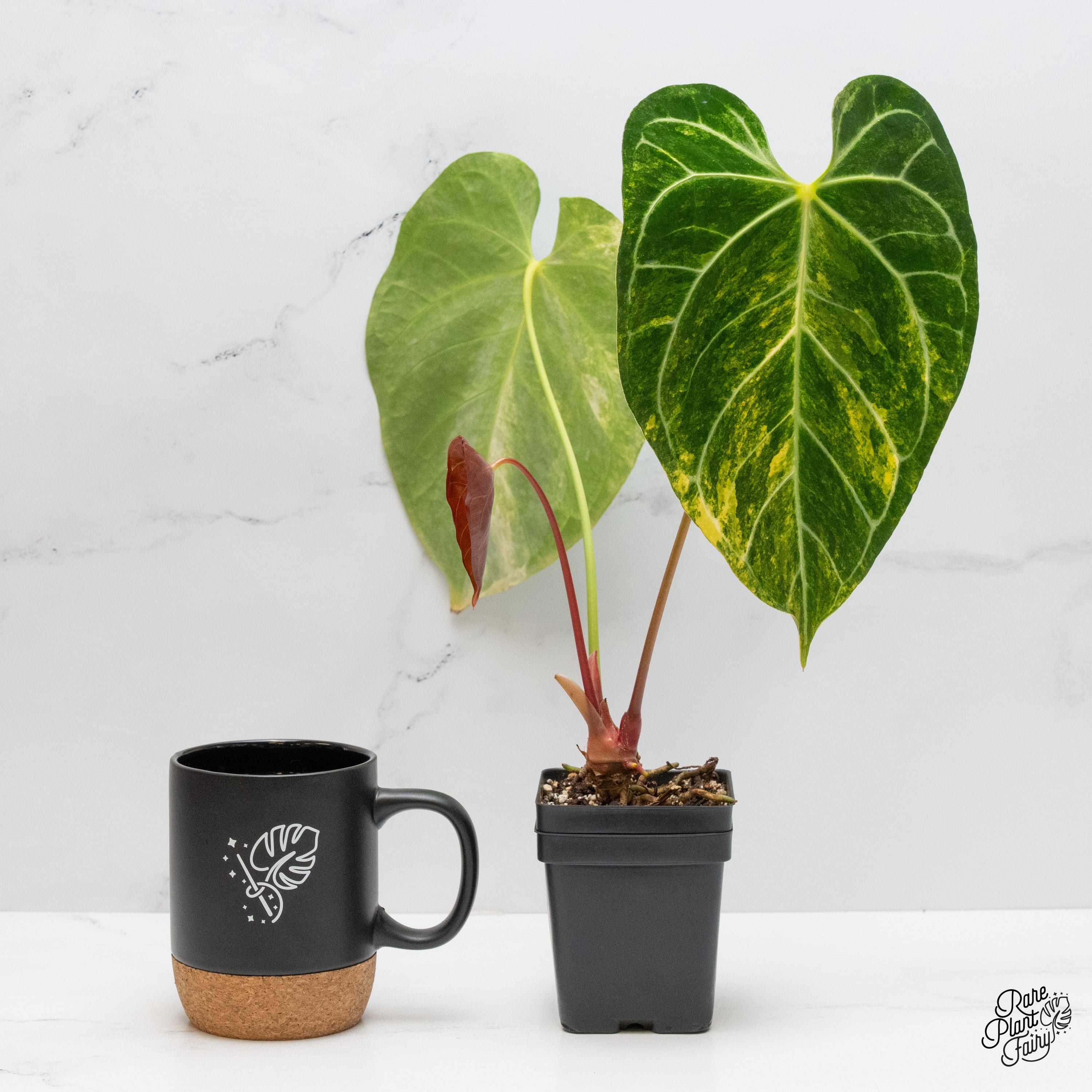 Anthurium Crystallinum variegated (wk1-UE) – Rare Plant Fairy