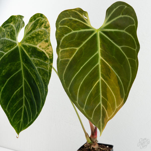 Anthurium Crystallinum variegated (wk8-UF)
