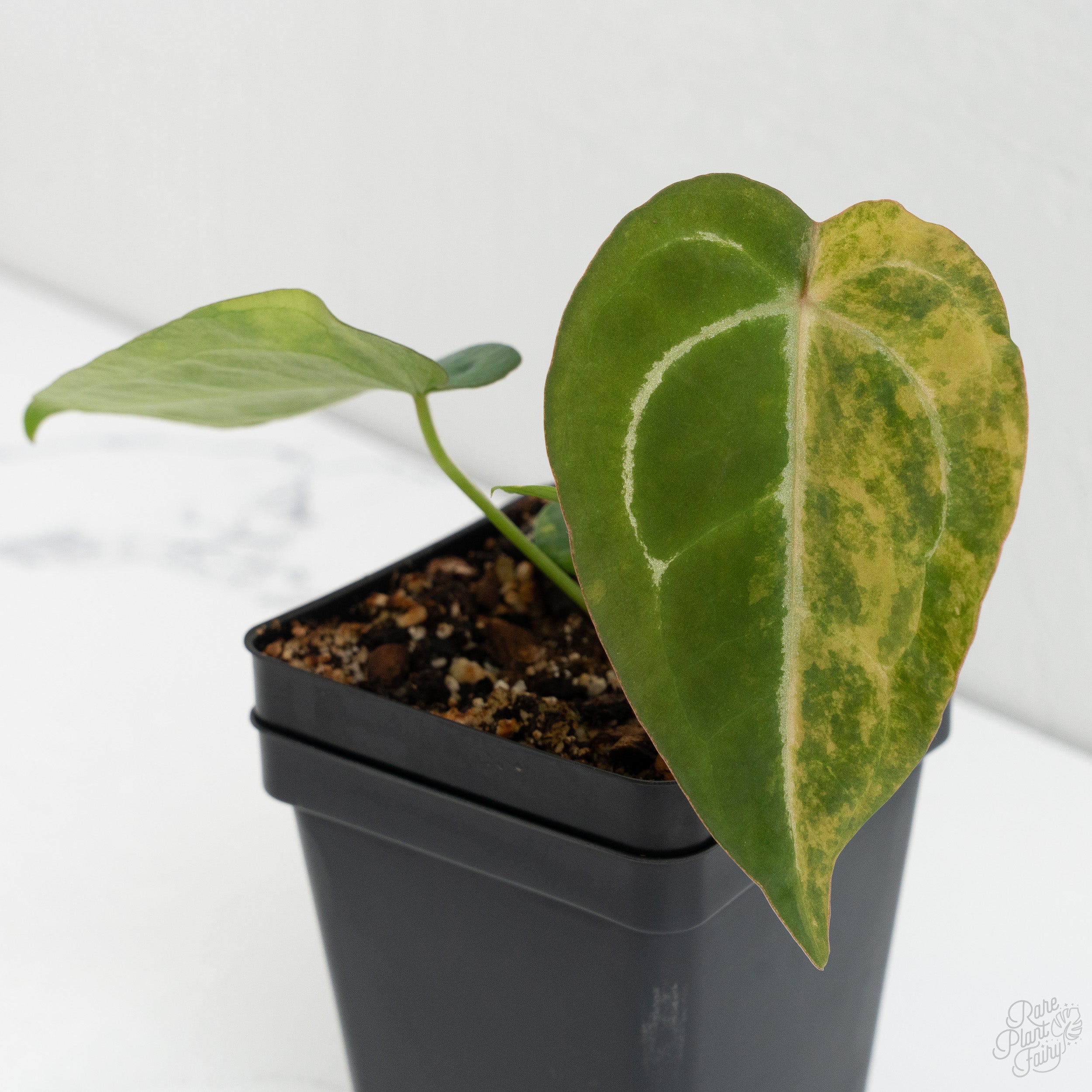 Anthurium 'Forgetii' variegated (wk8-UJ) – Rare Plant Fairy