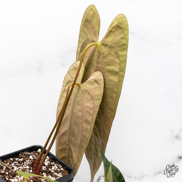 Anthurium 'Papillilaminum' ('Long x Long Bullet') (wk45-D)