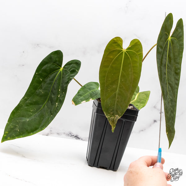 Anthurium 'Papillilaminum' ('Long x Long Bullet') (wk45-D)