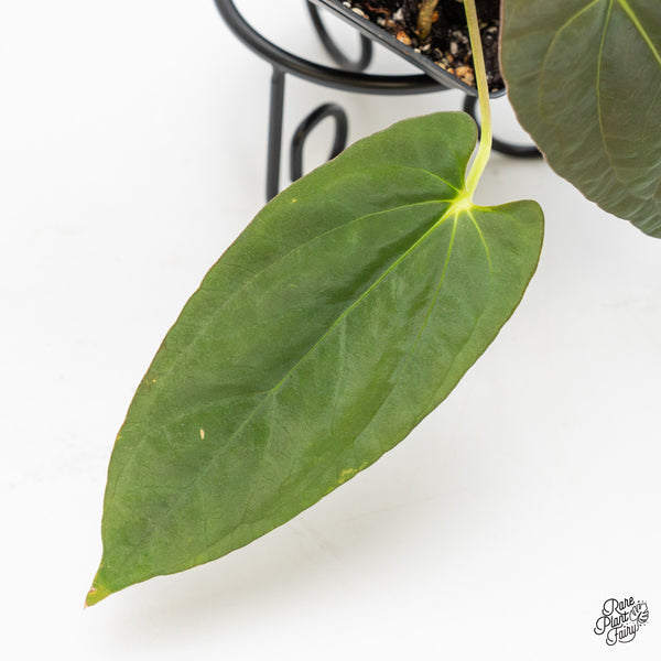 Anthurium Papillilaminum x Dressleri 'Rio Gaunche' (wk51-UR)