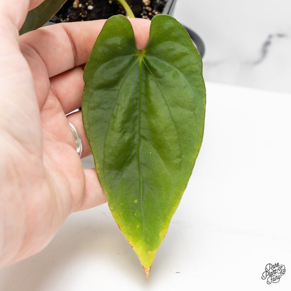Anthurium Papillilaminum x Dressleri 'Rio Gaunche' (wk51-UR)