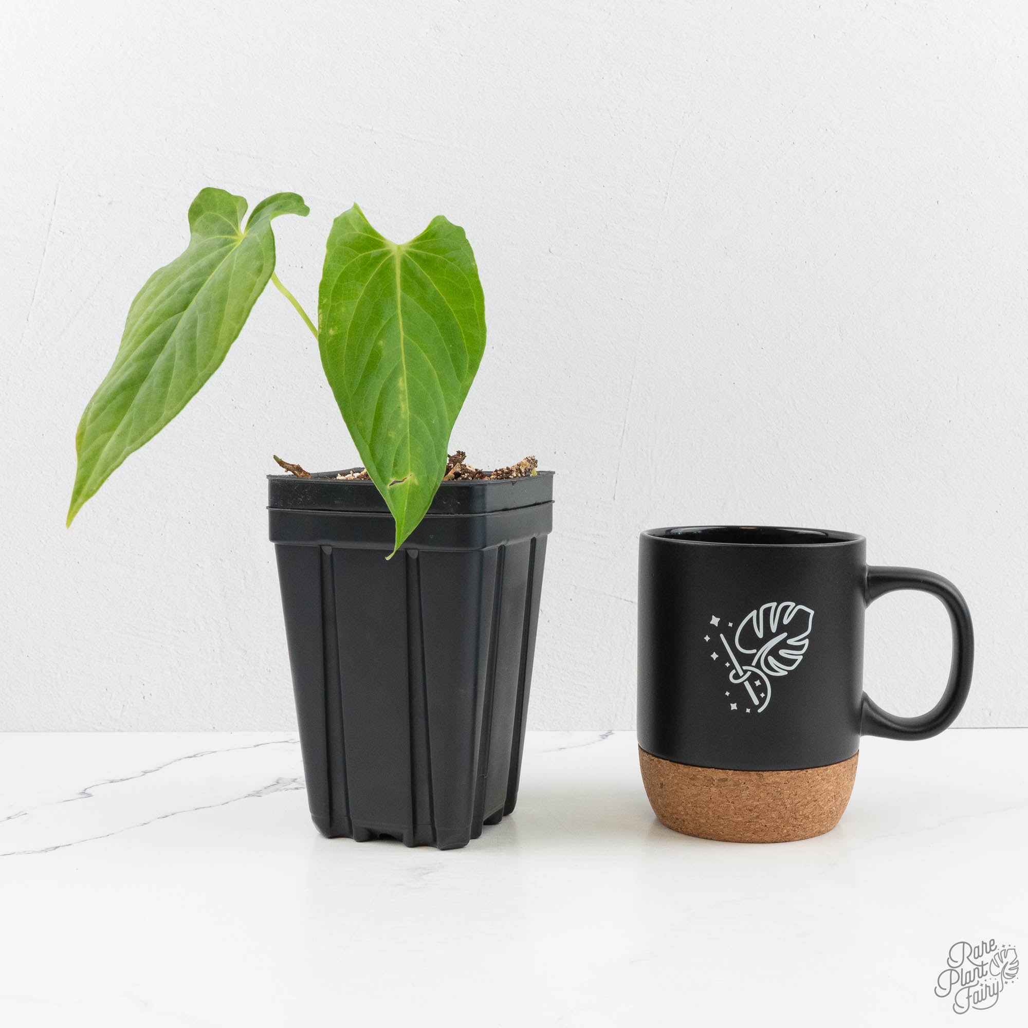 Anthurium 'Canal Queen' (Papillilaminum x Rugulosum) by Jay