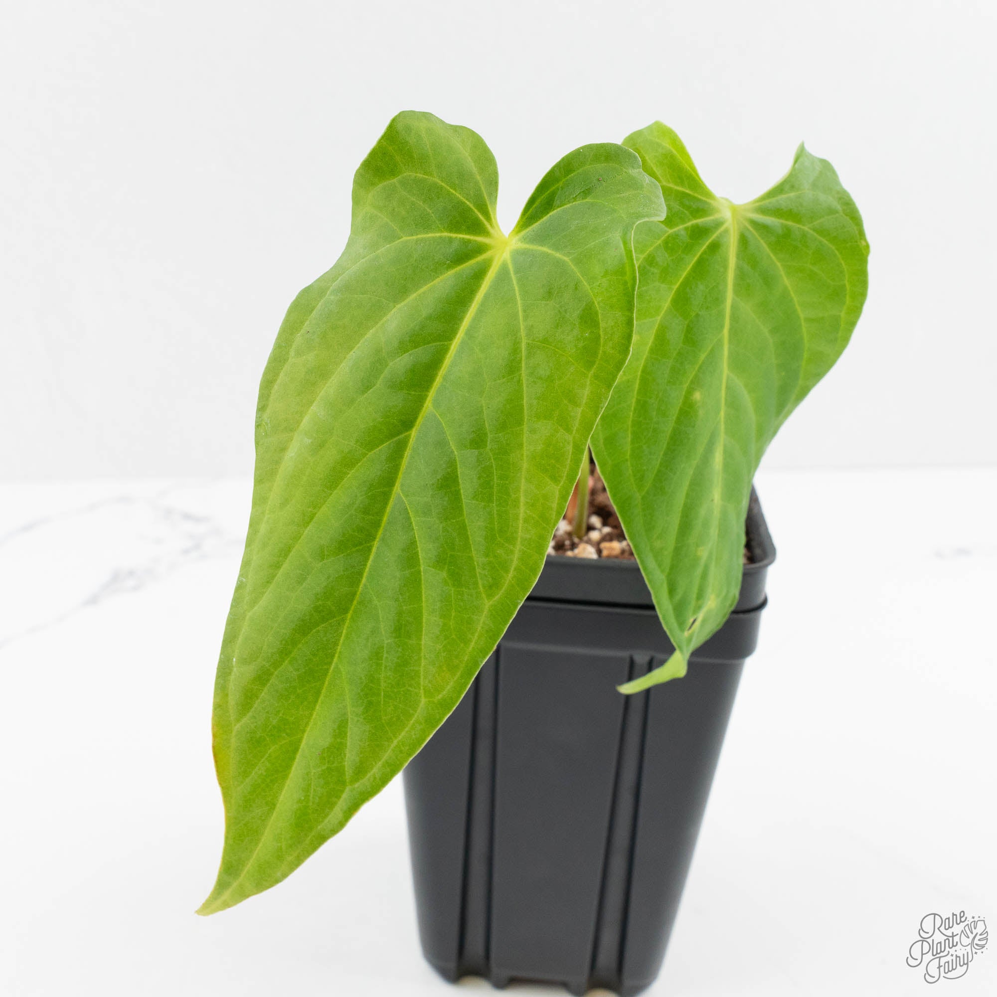Anthurium 'Canal Queen' (Papillilaminum x Rugulosum) by Jay