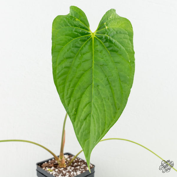 Anthurium Papillilaminum x Rugulosum ('Canal Queen') by Jay Vannini (wk6-A)