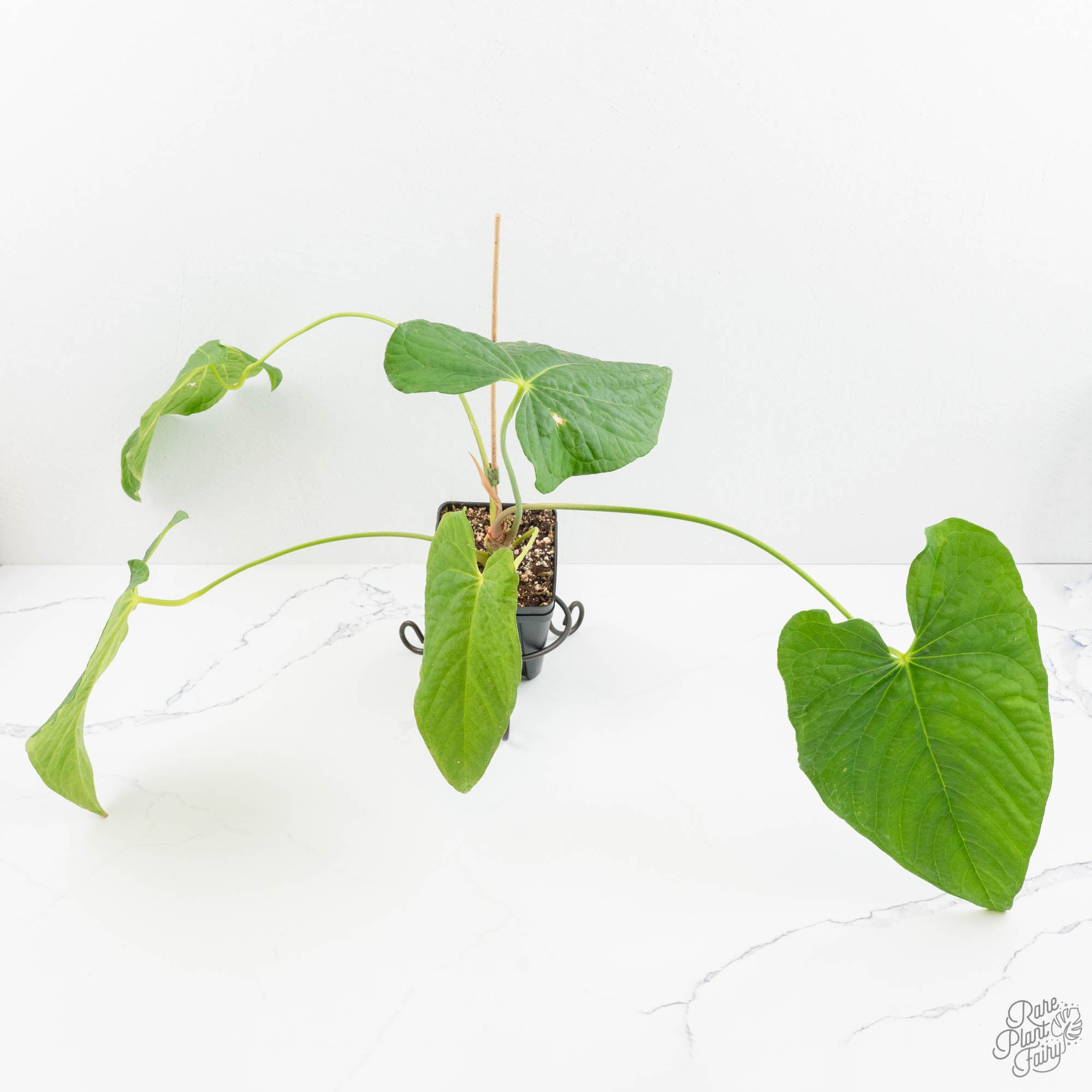 jay vannini anthurium Anthurium 'Canal Queen' (Papillilaminum x Rugulosum) by Jay Vannini (w – Rare Plant Fairy
