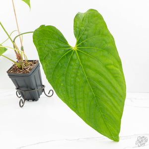 jay vannini anthurium Anthurium 'Canal Queen' (Papillilaminum x Rugulosum) by Jay Vannini (w – Rare Plant Fairy