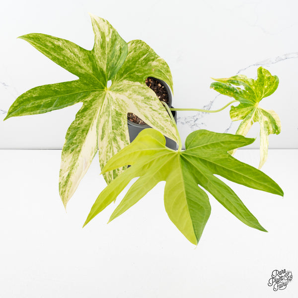 Anthurium pedatoradiatum variegated カット Anthurium Pedatoradiatum Variegated (wk41-C) – Rare Plant Fairy