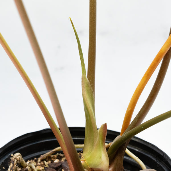 Anthurium Pedatoradiatum Variegated (wk48-UC)