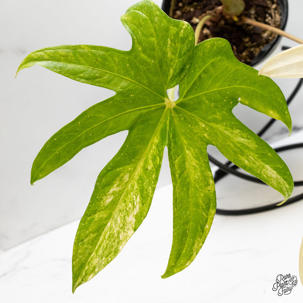 Anthurium Pedatoradiatum Variegated (wk48-UC)