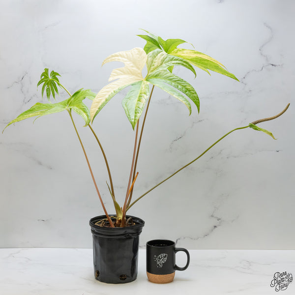 Anthurium Pedatoradiatum Variegated (wk48-UC)