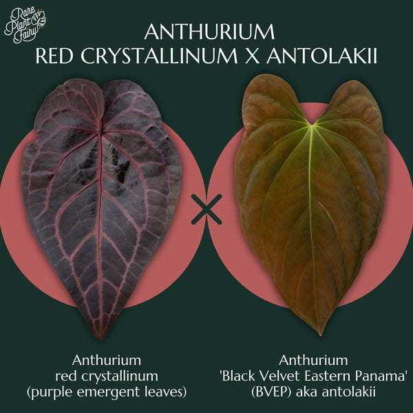 Anthurium red crystallinum (purple emergent leaves) x antolakii (previously BVEP) *Grower's Choice*