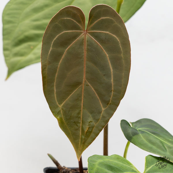 Anthurium Dark and Handsome '9' x Black Widow '13' by DocBlock® (wk49-AA)