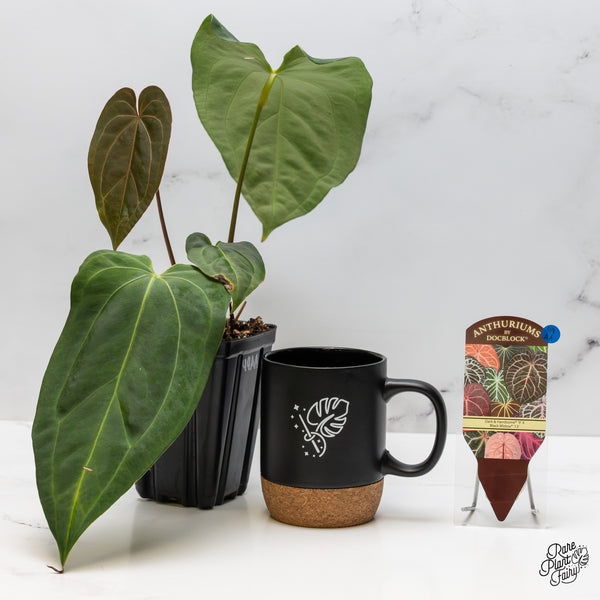 Anthurium Dark and Handsome '9' x Black Widow '13' by DocBlock® (wk49-AA)