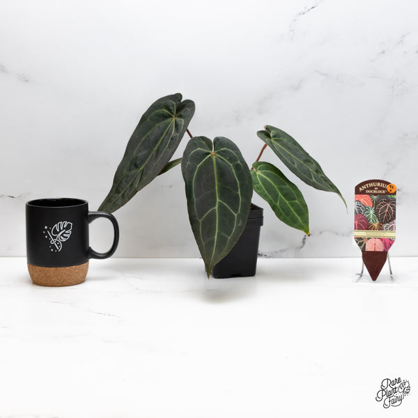 Anthurium Dark and Handsome '9' x Dark and Handsome '9' by DocBlock® (wk42-H)
