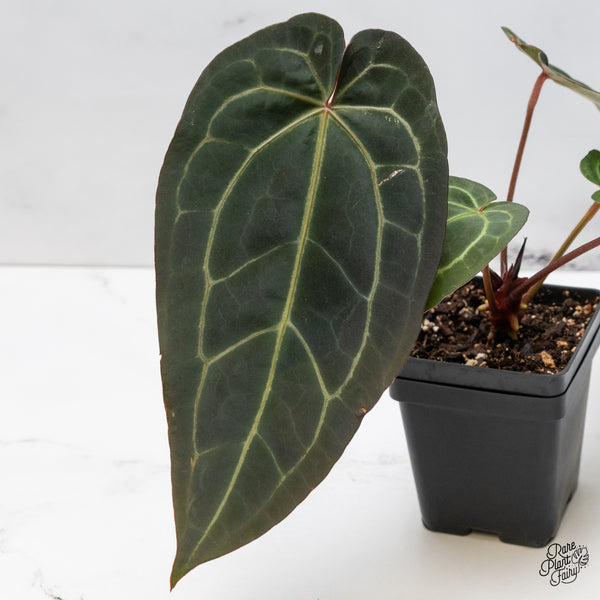 Anthurium Dark and Handsome '9' x Dark and Handsome '9' by DocBlock® (wk42-H)