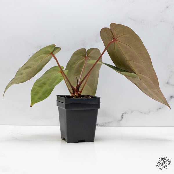 Anthurium Dark and Handsome '9' x Dark and Handsome '9' by DocBlock® (wk42-H)