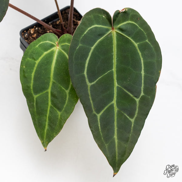 Anthurium Dark and Handsome '9' x Dark and Handsome '9' by DocBlock® (wk42-H)