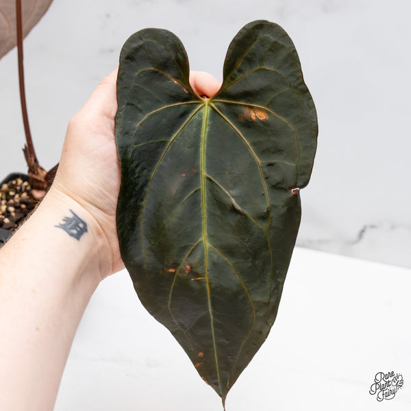 Anthurium Dark and Handsome '9' x Dark and Handsome '9' by DocBlock® (wk49-B)