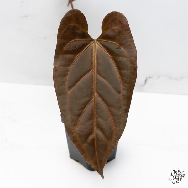 Anthurium Dark and Handsome '9' x Dark and Handsome '9' by DocBlock® (wk49-B)