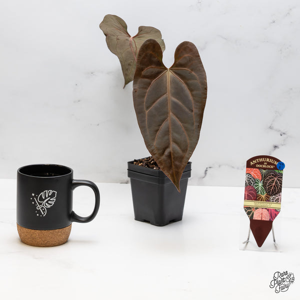 Anthurium Dark and Handsome '9' x Dark and Handsome '9' by DocBlock® (wk49-B)