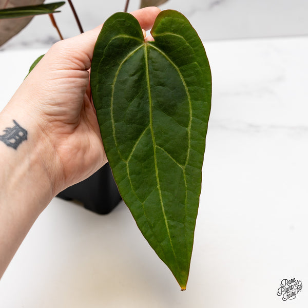 Anthurium Dark and Handsome '9' x Dark and Handsome '9' by DocBlock® (wk49-R)