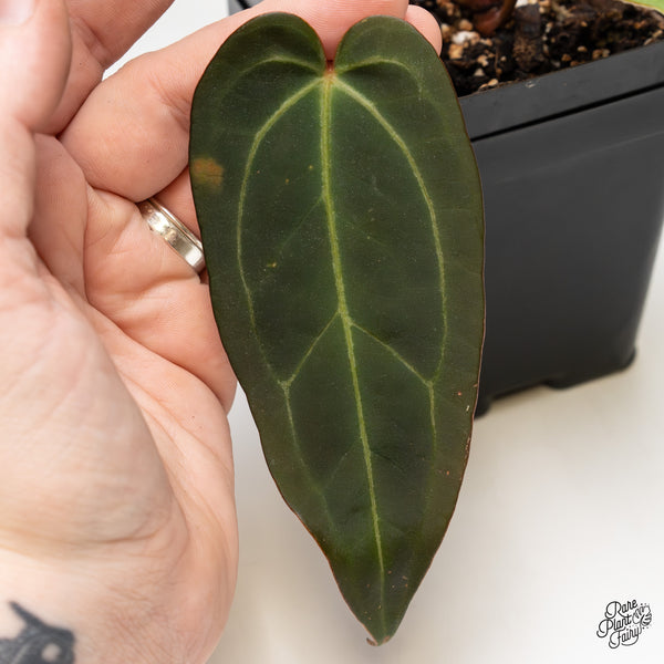 Anthurium Dark and Handsome '9' x Dark and Handsome '9' by DocBlock® (wk49-R)