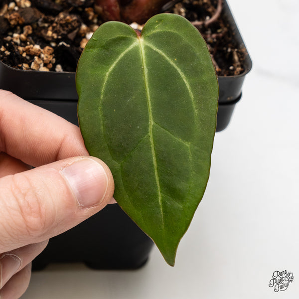 Anthurium Dark and Handsome '9' x Dark and Handsome '9' by DocBlock® (wk49-R)