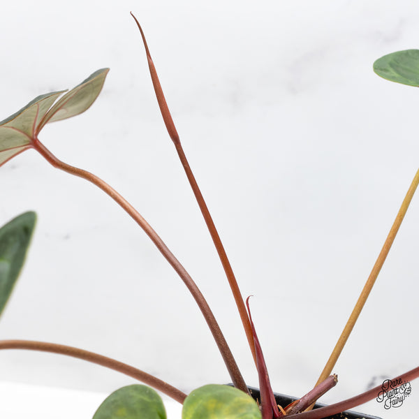 Anthurium Dark and Handsome '9' x Red Velvet Cake '24' by DocBlock® (wk46-C)