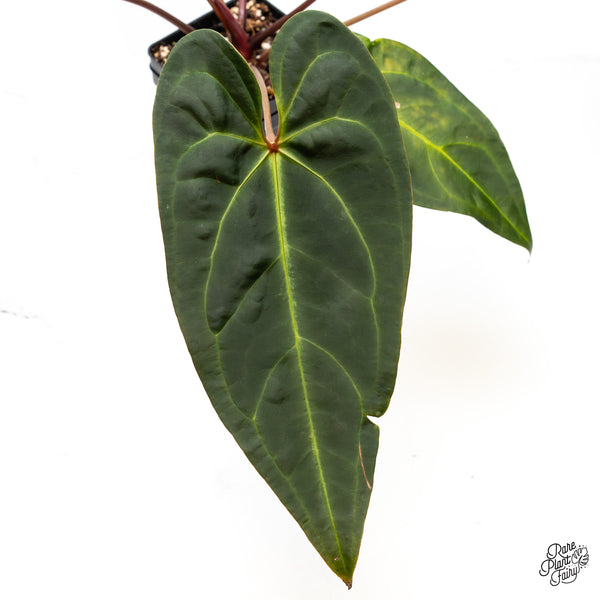 Anthurium Dark and Handsome '9' x Red Velvet Cake '24' by DocBlock® (wk46-C)