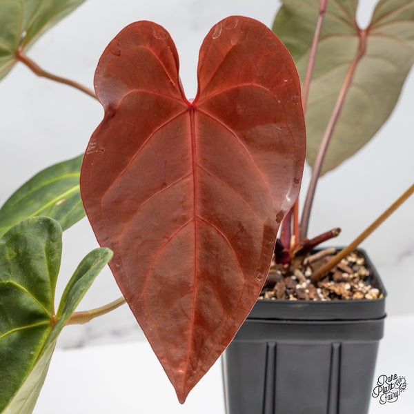 Anthurium Dark and Handsome '9' x Red Velvet Cake '24' by DocBlock® (wk46-C)