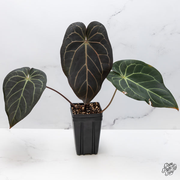 Anthurium Dark and Handsome '9' x Red Velvet Cake '24' by DocBlock® (wk47-C)