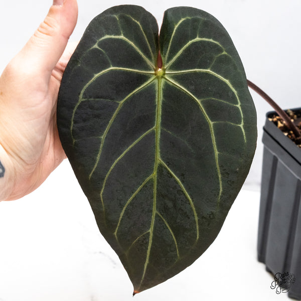 Anthurium Dark and Handsome '9' x Red Velvet Cake '24' by DocBlock® (wk47-C)