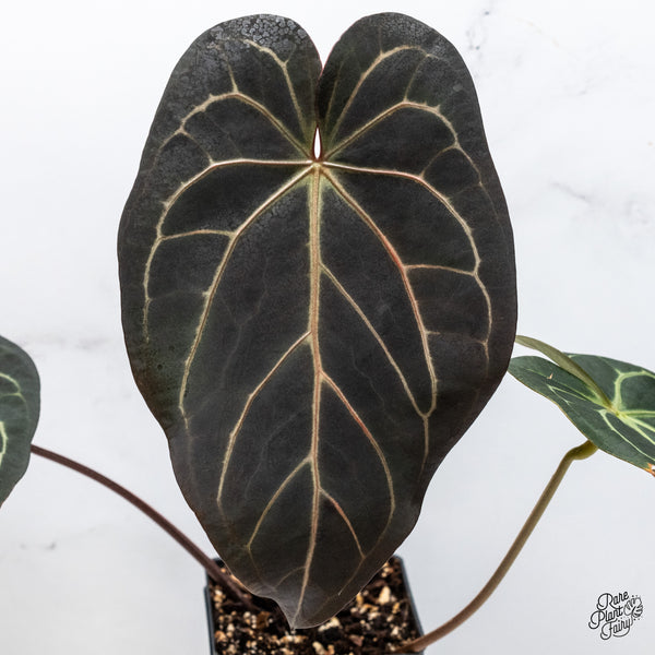 Anthurium Dark and Handsome '9' x Red Velvet Cake '24' by DocBlock® (wk47-C)