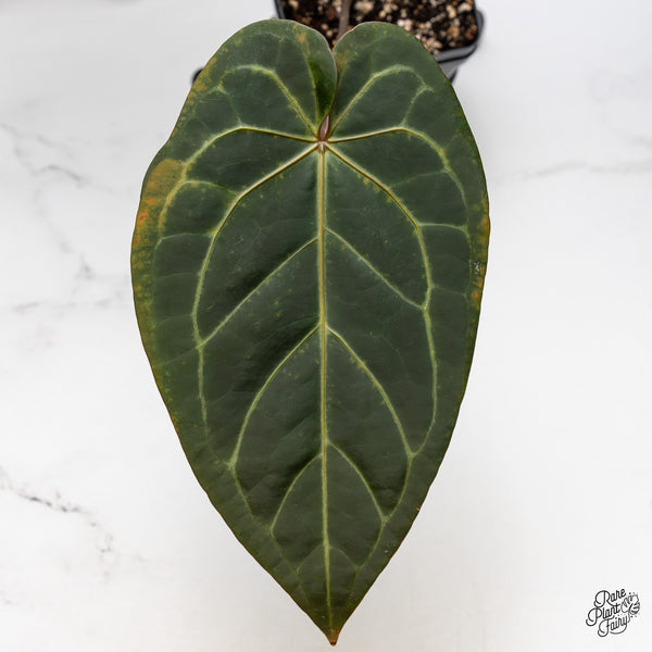 Anthurium Dark and Handsome '9' x Red Velvet Cake '24' by DocBlock® (wk47-H)