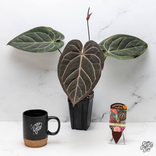 Anthurium Dark and Handsome '9' x Red Velvet Cake '24' by DocBlock® (wk47-H)