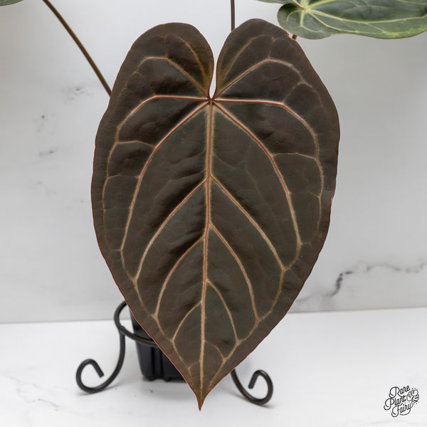 Anthurium Dark and Handsome '9' x Red Velvet Cake '24' by DocBlock® (wk47-H)