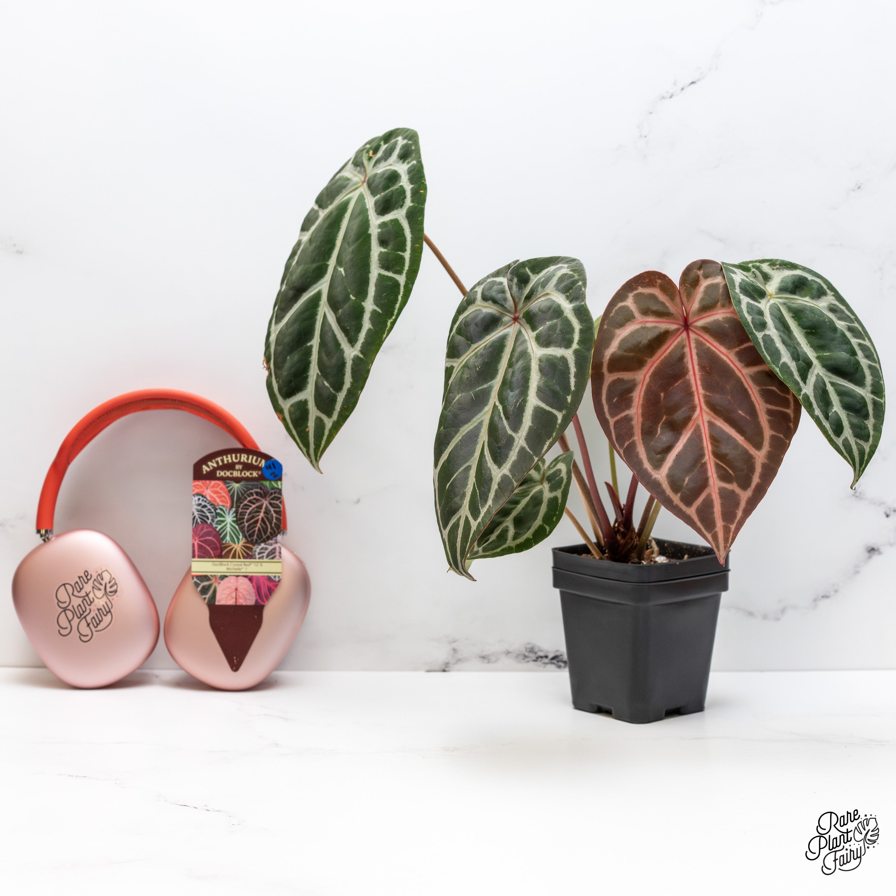 Anthurium Crystal Red '12' x Michelle '1' by DocBlock® (wk41-Z